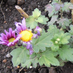 お盆用・秋彼岸用に育てたキクの開花状況(2016年)