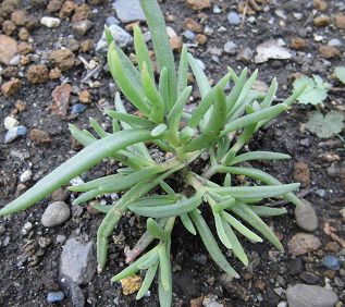 地植えのマツバギク