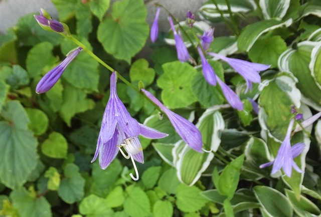 ギボウシの花