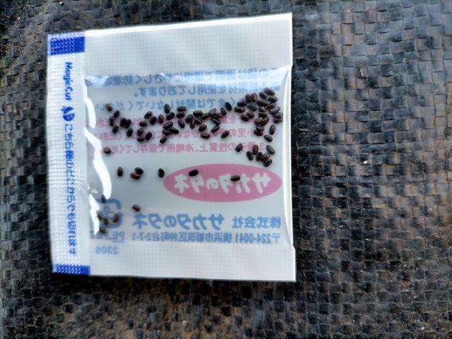 ラベンダーのタネ