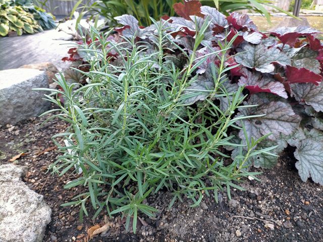 タネから育てて1年経ったラベンダー