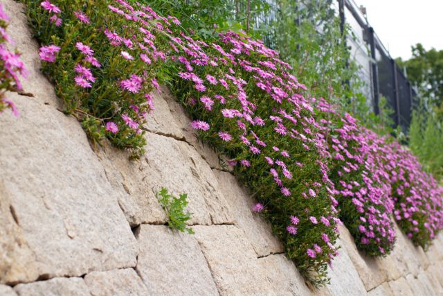 マツバギク 松葉菊 の特徴と育て方 花が咲かない理由と対策は 楽して楽しむガーデニング