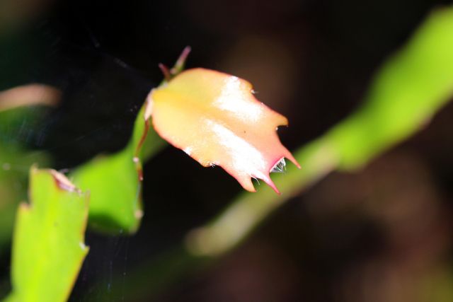 シャコバサボテンの特徴と育て方 花が咲かない原因と対策は 楽して楽しむガーデニング