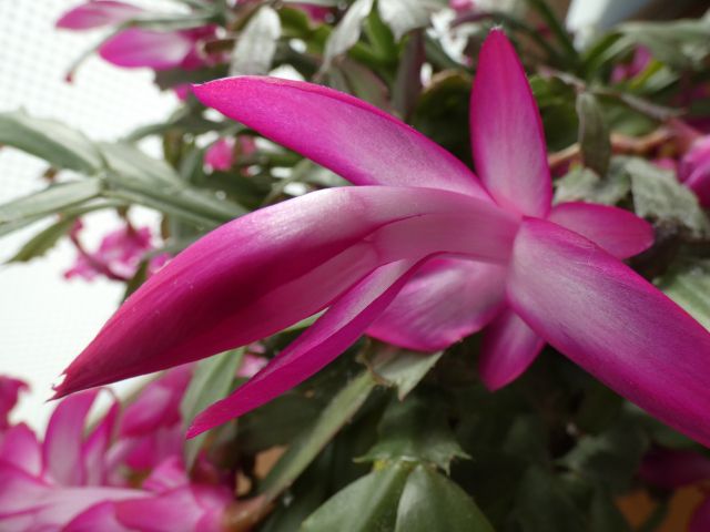 シャコバサボテンの特徴と育て方 花が咲かない原因と対策は 楽して楽しむガーデニング