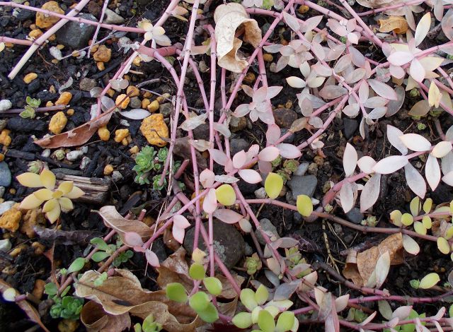 多肉植物ツルマンネングサの特徴と育て方 グランドカバーにもオススメ 楽して楽しむガーデニング