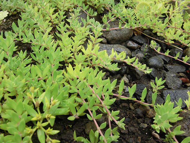 多肉植物ツルマンネングサの特徴と育て方 グランドカバーにもオススメ 楽して楽しむガーデニング