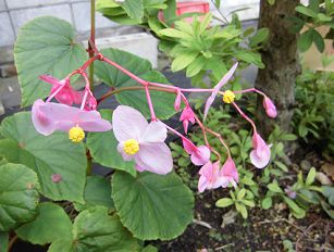 シュウカイドウの花