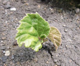 シュウカイドウの新芽