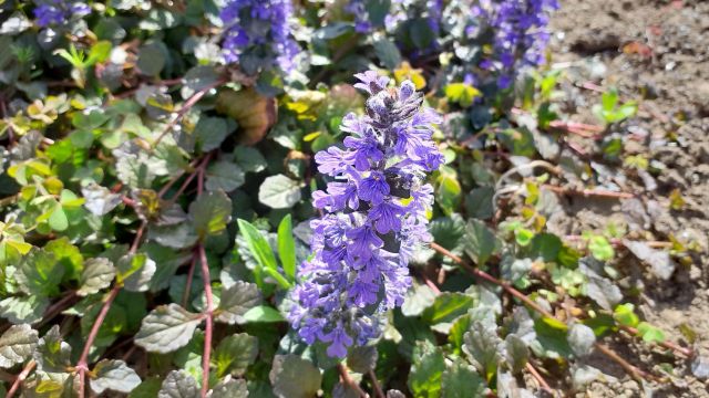 アジュガの花とランナー
