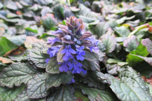 アジュガの花