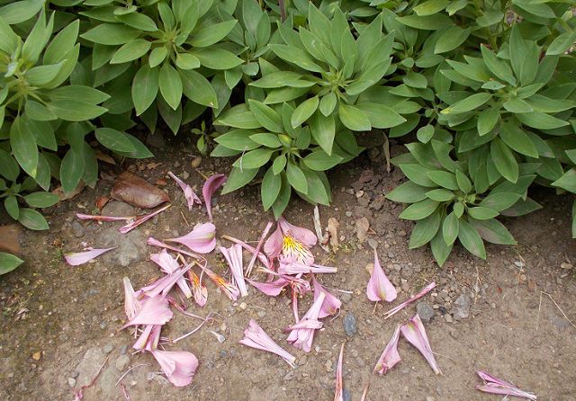 アルストロメリアの散った花びら