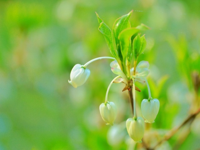 ドウダンツツジの花