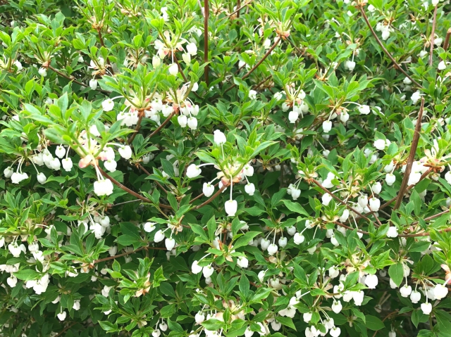 ドウダンツツジの花