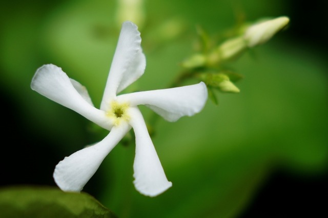 ハツユキカズラの花