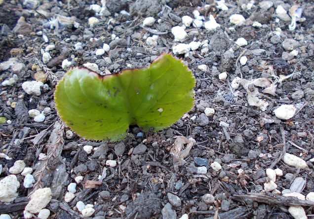 根伏せしたヒマラヤユキノシタの発芽