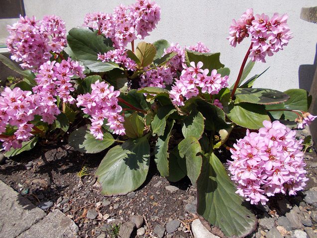 ヒマラヤユキノシタの花