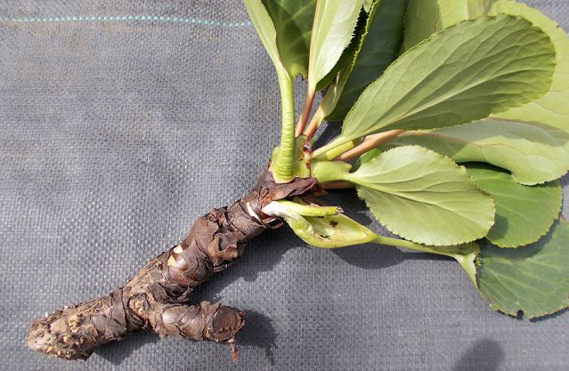 ヒマラヤユキノシタの茎