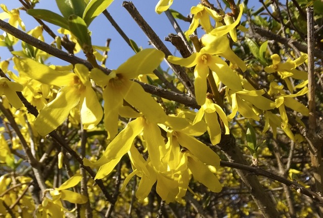 レンギョウの花