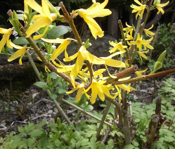 黄色いレンギョウの花