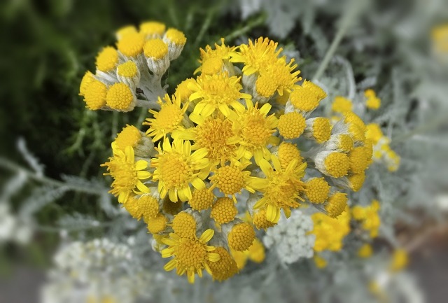 シロタエギクの花