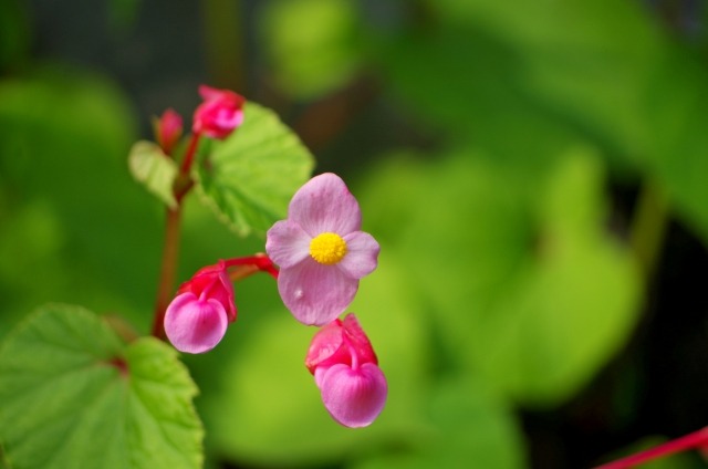 シュウカイドウの花