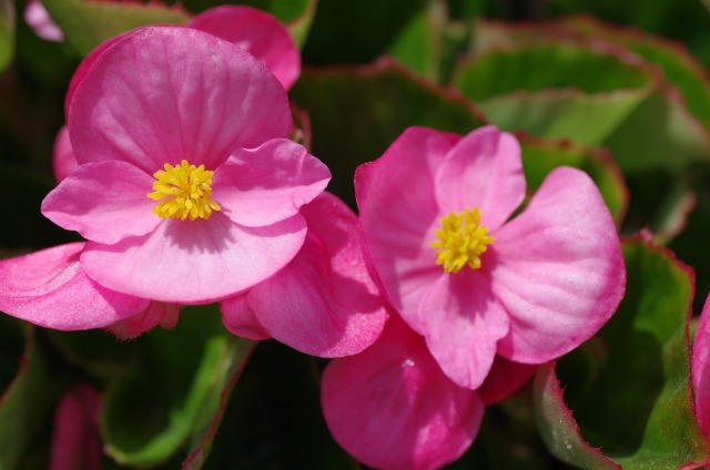 シュウカイドウの花