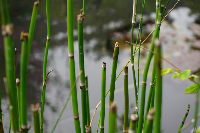 トクサ 砥草 の育て方と増やし方 地植えに注意が必要な理由とは 楽して楽しむガーデニング