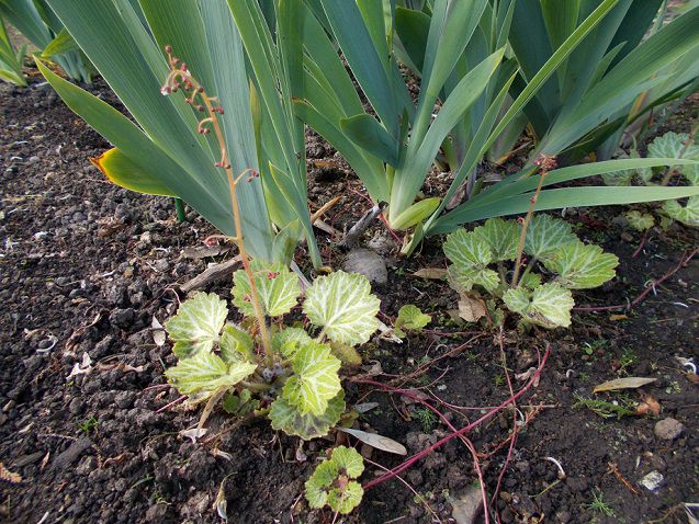 花茎が伸びたユキノシタ