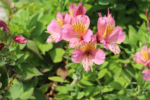 アルストロメリアの花