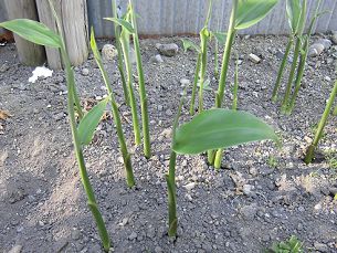 ミョウガを植え替えしてから２年目の春