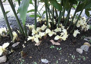 ミョウガの花が咲く