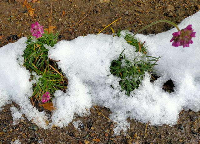 秋に開花したアルメリア