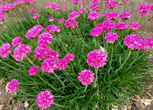 開花中のアルメリア