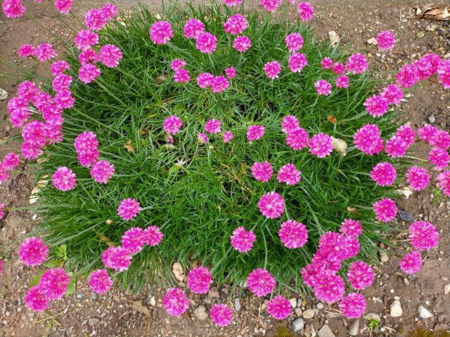 開花中のアルメリアの大株