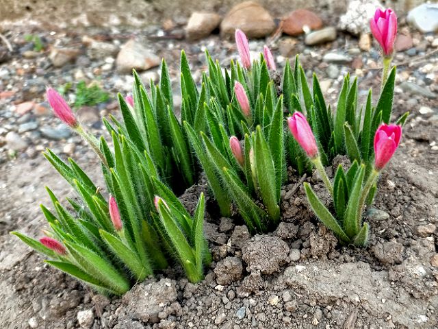 アッツ桜のツボミ