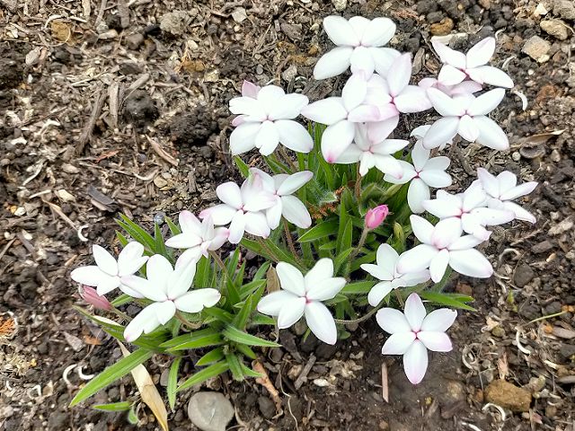 花色が白のアッツ桜