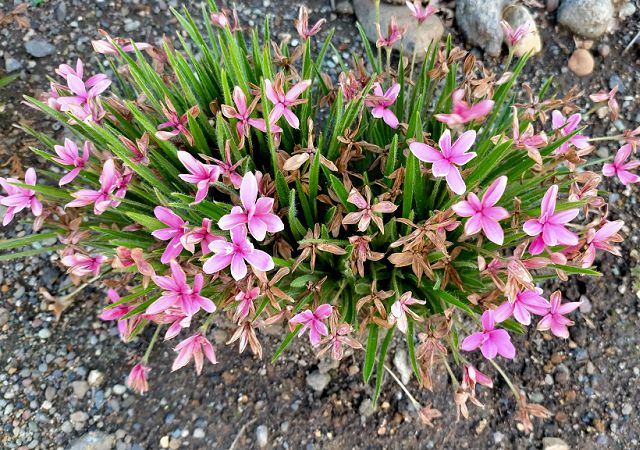 アッツ桜の咲き終わり