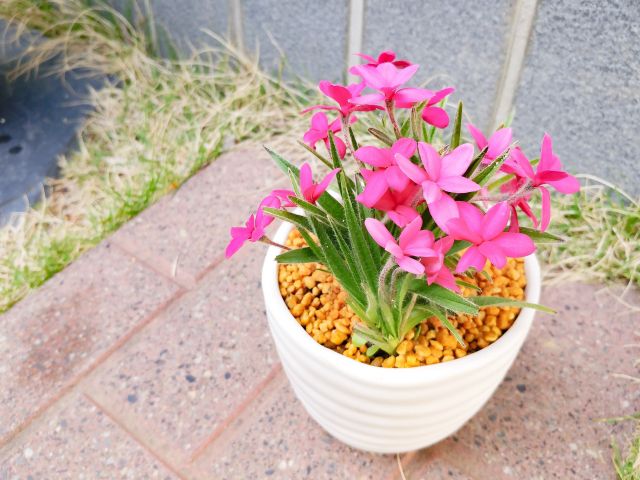 鉢植えのアッツ桜