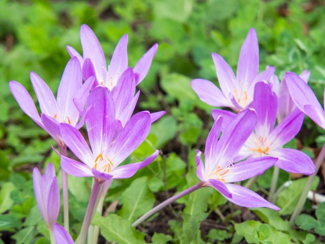 コルチカムの花