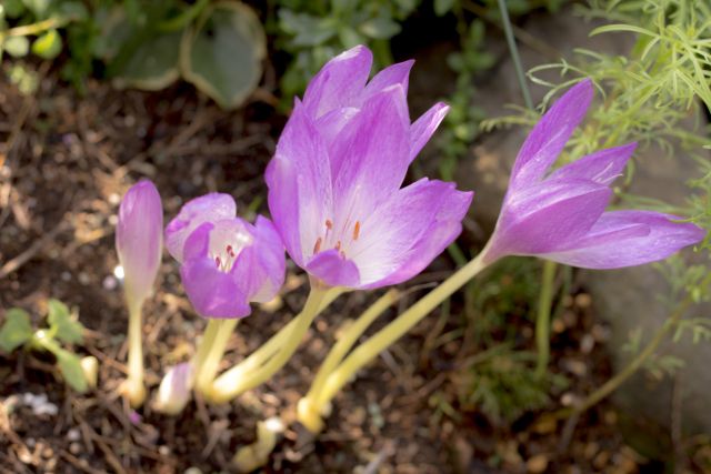 コルチカムの花