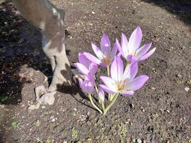 コルチカムの花