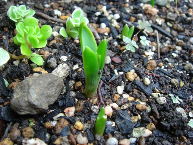 ヒヤシンスの芽出し