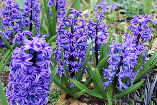 ヒヤシンスの花鉢の管理方法 来年も花を咲かせるための花後の手入れ 楽して楽しむガーデニング