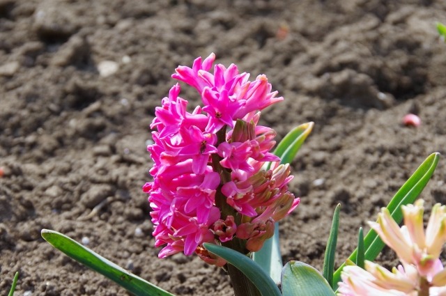 ヒヤシンスの花