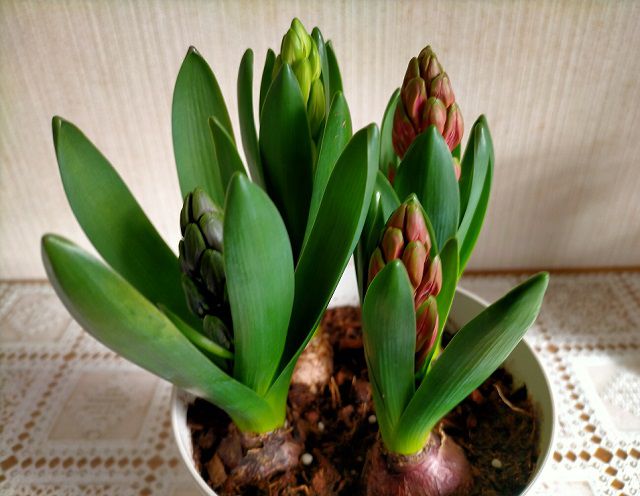 ツボミ付きのヒヤシンスの鉢植え