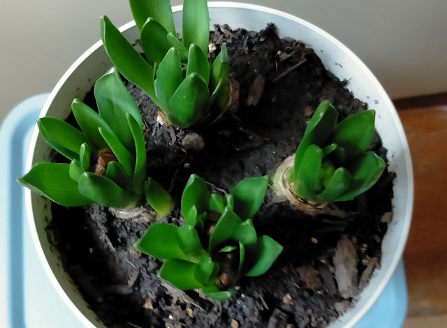 ヒヤシンスの葉が伸びる