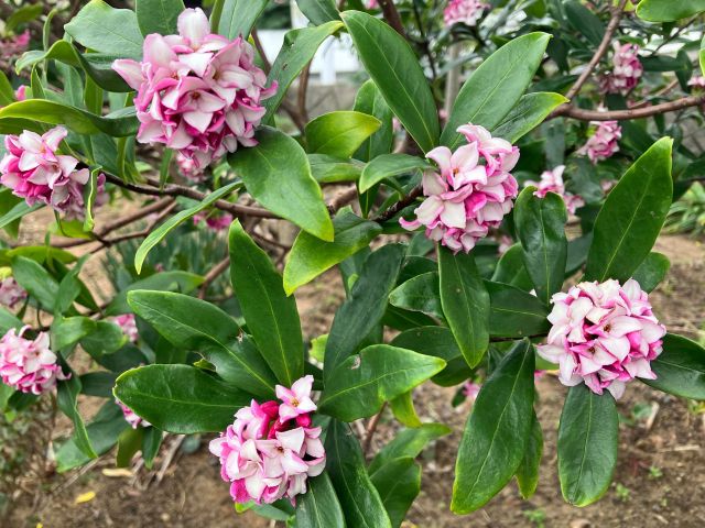 ジンチョウゲの花