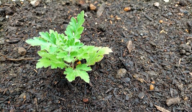 お盆咲き菊の植え付け