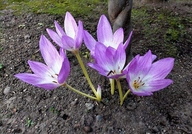 コルチカムの花