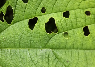 虫食い葉